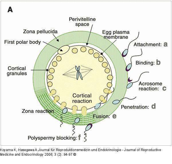 Zona pellucida szerepe: Megtermékenyítésben: ZP3 spermium kötő recep- torként funkcionál. Megtermékenyítéskor rögzíti a spermium feji részét a petesejthez.