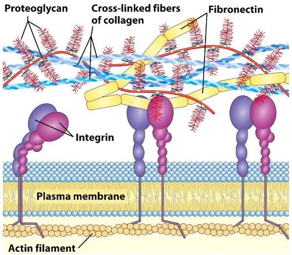 A glükóz sorsa a felszívódást követően szerkezeti polimerek szintézise raktározás glikogén