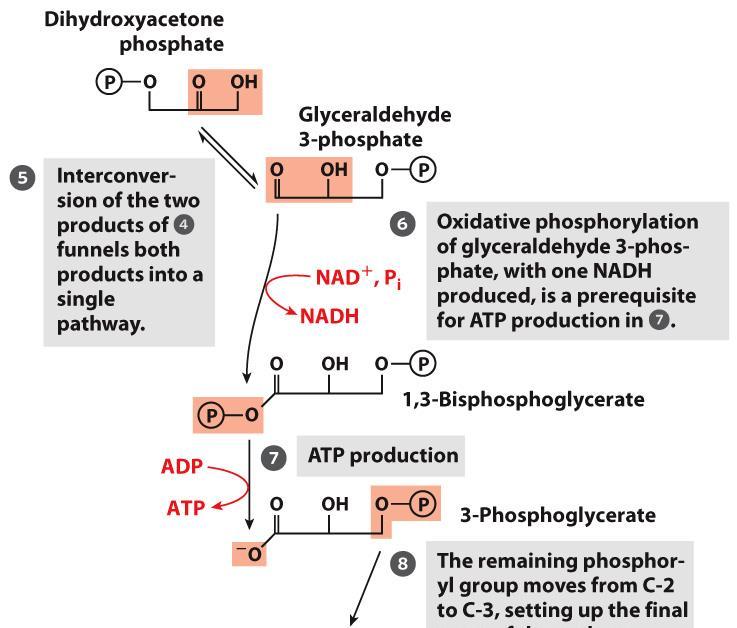 A karbonil-csoport C-2 helyzetbe kerül izomerizáció révén, ez a 3. és 4. lépéshez szükséges. ATP-termelés A C-1-en kialakult hidroxilcsoport foszforilálható.