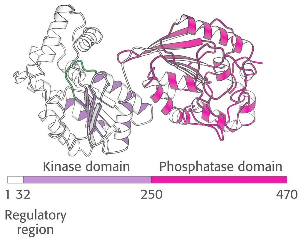 A foszfofruktokináz-2 (PFK-2) kétfunkciós