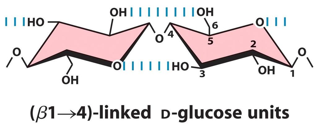 A cellulóz szerkezete (β-1 4)-kötésű