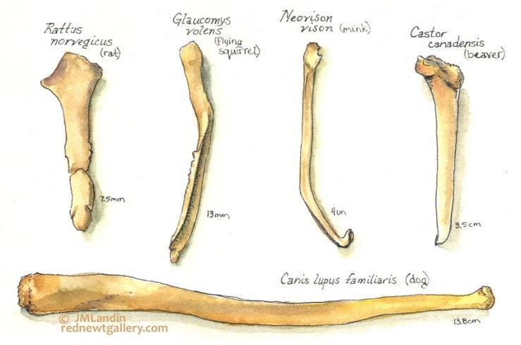 is lehet a háttérben (Dupuytren mellett is előfordulhat) Heterotop csont is lehet benne Priapizmus Hosszan tartó, fájdalmas erekció