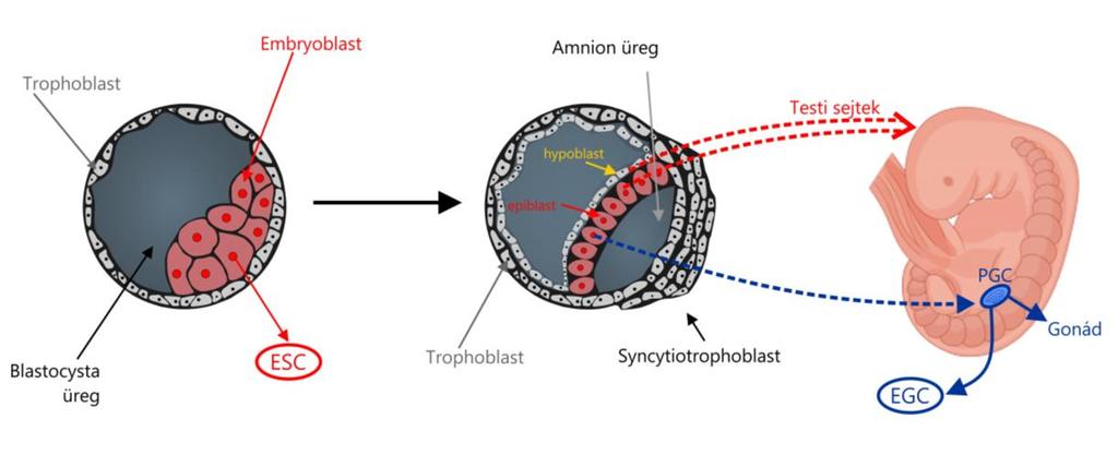 6. ábra. A 4. napos blastocysta az embrioblast sejtjeivel, melyekből az ESC-ek alakulnak ki. Ezek a sejtek totipotensek. A 8-9.
