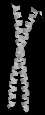 filamentum alegysége: coiled-coil dimer N-terminális fej, centrális rúd (α-helix), C-terminális