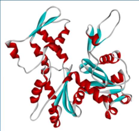 nukleotid 4 2 Globuláris (G-) aktin : MW: 42,3 kda, 375