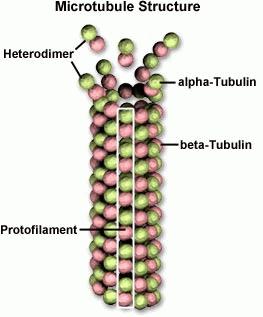 nem kicserélhető ( ) Polimer: mikrotubulus ~25 nm-es átmérő, üreges cső, 13 protofilamentum jobbmenetes rövidmenetû helix,