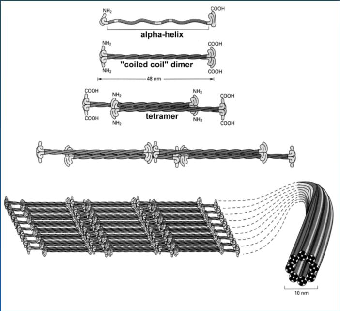 Intermedier filamentumok A sejtben teljesen polimerizált állapotban találhatók (nincs polimerizációs-depolimerizációs dinamizmus) Centrális rudak hidrofób-hidrofób kölcsönhatása: coiled-coil dimer 2