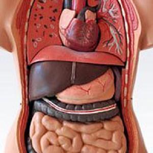 A BELSŐ SZERVEK 1. Feladat/Task 1 Milyen belső szerveket ismer fel a képen? What internal organs can you recognise in the picture?