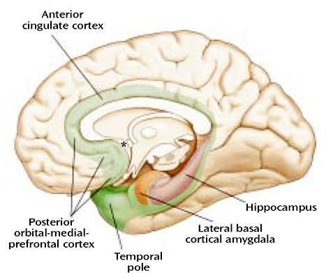cortex/cingulum: alapérzelmek, amygdala szabályozása Hippocampus: memória-kontextus
