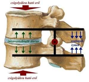 A gerinc a felegyenesedett életmóddal járó, tengelyirányú terhelésre érzékenyebb, ezért minden, ami jelentős
