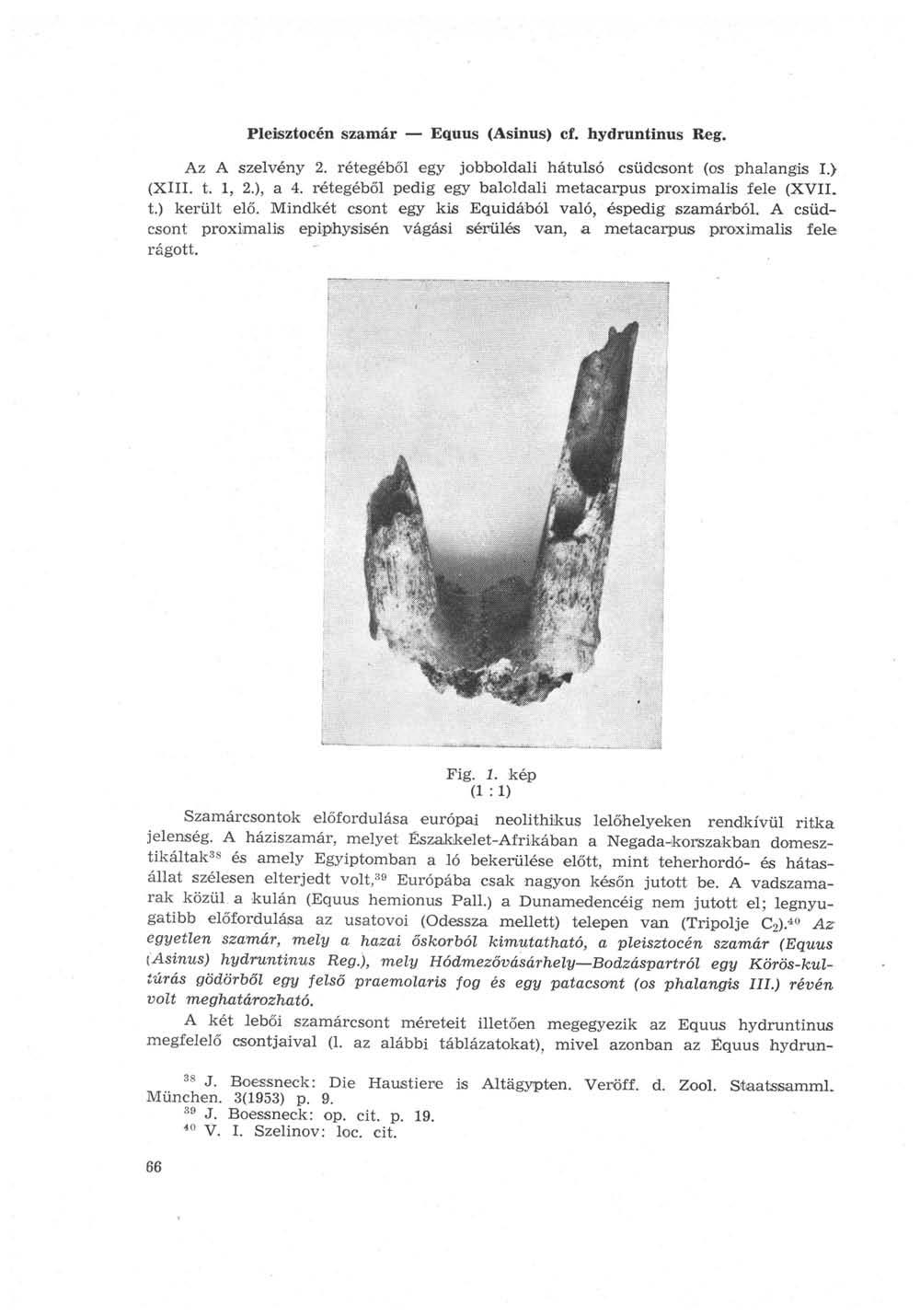 Pleisztocén szamár Equus (Asinus) cf. hydruntinus Reg. Az A szelvény 2. rétegéből egy jobboldali hátulsó csüdcsont (os phalangis I.) (XIII. t. 1, 2.), a 4.
