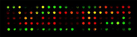 Microarrays cdna microarrays GeneChip in situ synthesized oligonucleotide arrays Oligomer (~70mer)