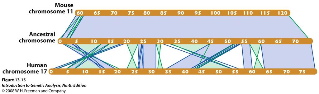 Synteny = large