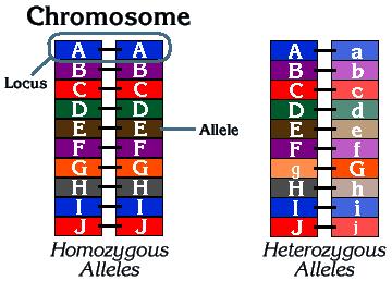 Loci, alleles and SNPs A! a! AAGCCTCATC!