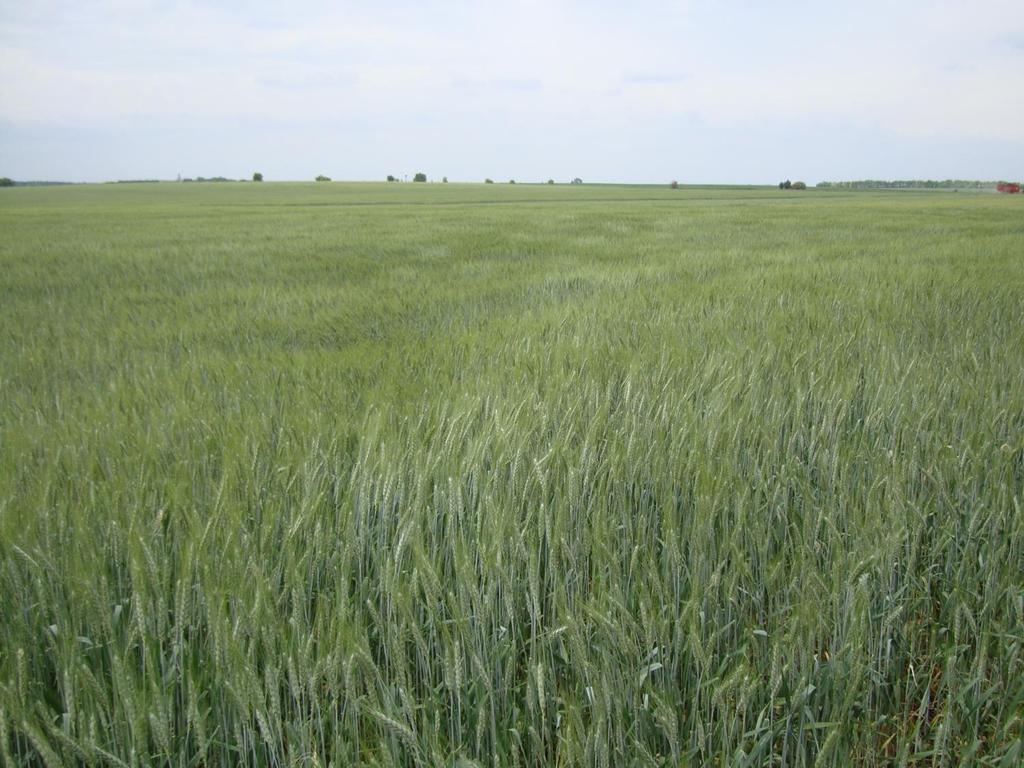 Világviszonylatban a