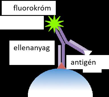 A megvilágító lézerfény egy része a sejteken szóródik.
