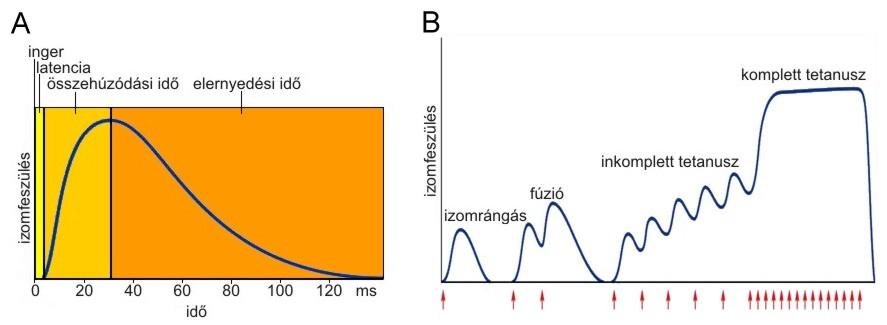 2.2. ábra. A: Elemi izomrángás B: A rángások fúziója és az izomhossz-frekvencia moduláció. A piros nyilak az ingereket jelzik.