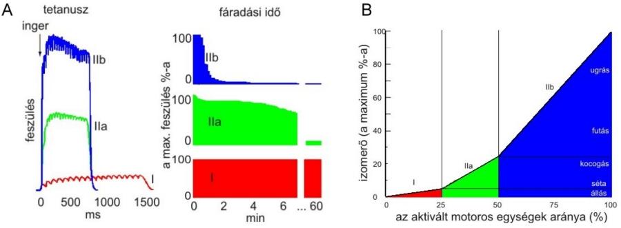 oxidatív ATP termelés miatt kevésbé fáradékonyak. Ha az így létrehozott izomerő nem elegendő, akkor a nagyobb glikolitikus rostok is munkába lépnek (2.4. ábra)