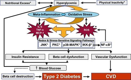 2. ábra: Inzulinrezisztencia kialakulásának főbb okai A túlzott táplálékbevitel és a fizikai aktivitás hiányának következtében hiperglikémia lép fel.