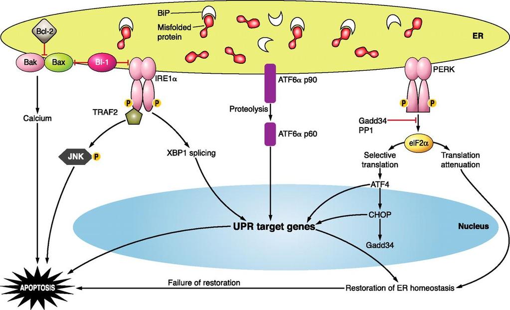 4. ábra: Az UPR három főbb útvonala Az UPR ( Unfolded Protein Response ) során a rosszul feltekeredett fehérjék endoplazmatikus retikulum stresszt indukálhatnak, mely három útvonalon aktiválódhat: a