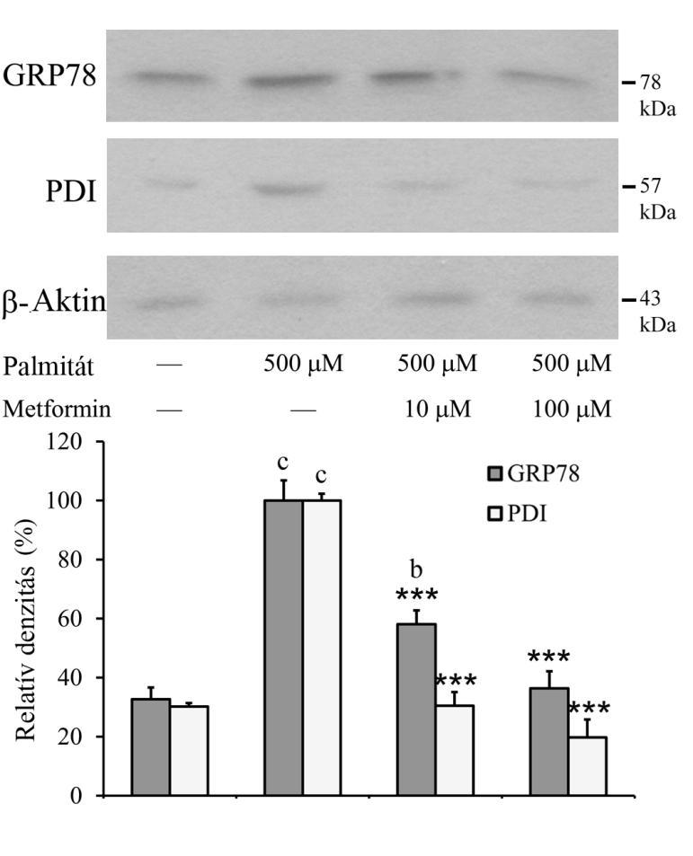 7. ábra: ER chaperonok, GRP78 és PDI indukciója RINm5F patkány inzulinóma sejteket kezeltünk palmitáttal (500 M) önmagában, vagy metforminnal (10 M, 100 M) együtt 70-80%-os konfluencia mellett.