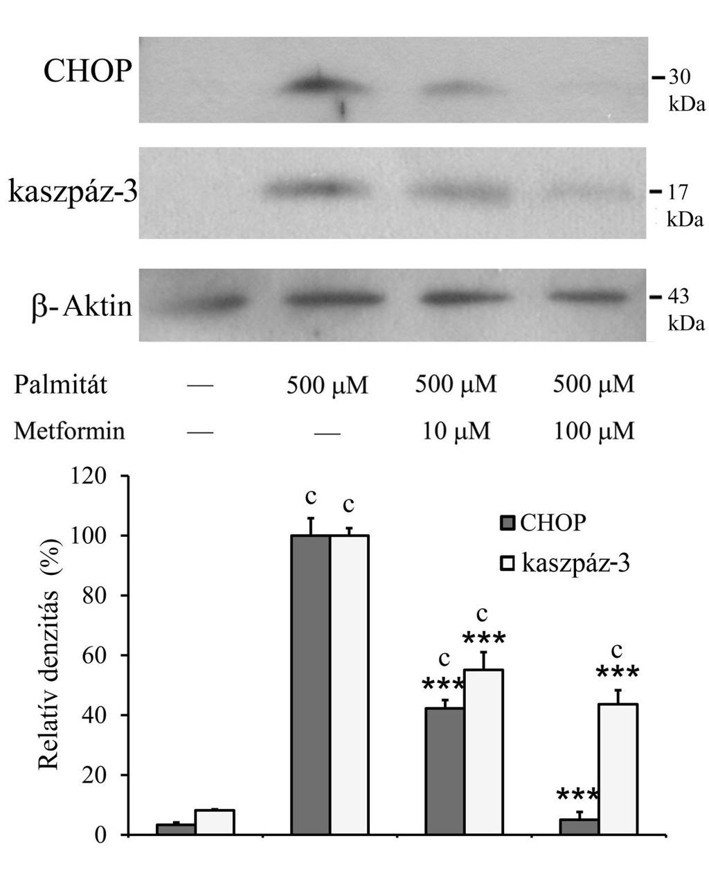 9. ábra: CHOP-indukció és kaszpáz-3-hasítás RINm5F patkány inzulinóma sejteket kezeltünk palmitáttal (500 M) önmagában, valamint metforminnal (10 M, 100 M) együtt 70-80%-os konfluencia mellett.