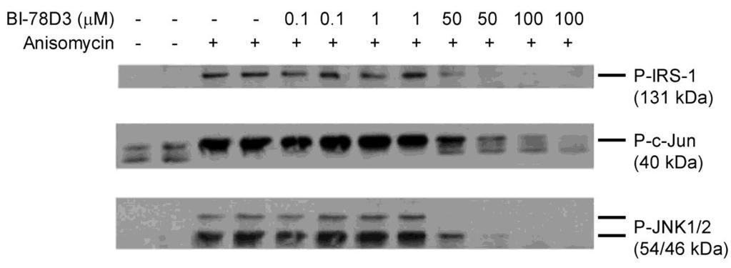 13. ábra: A JNK, a c-jun és az IRS-1 Ser307 foszforilációjának gátlása HEK293 sejtekben A sejteket 70-80%-os konfluencia mellett kezeltük anisomycinnel (50 ng/ml) önmagában, illetve BI-78D3-al együtt