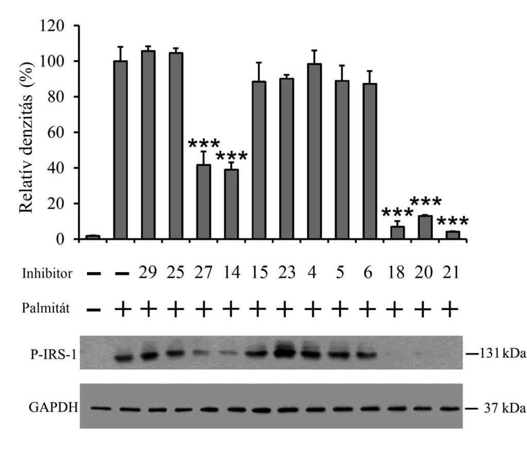 15. ábra: Lipotoxicitás által indukált IRS-1 Ser307-foszforiláció gátlása RINm5F sejtekben Patkány inzulinóma sejteket kezeltünk 70-80%-os konfluencia mellett albumin-konjugált palmitáttal (500 M)
