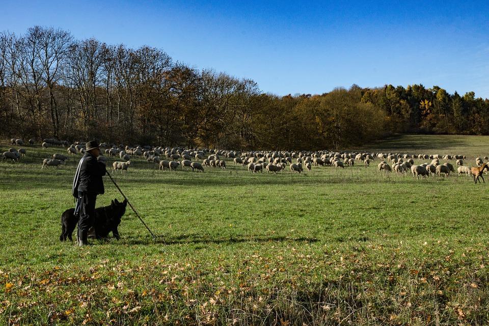 Sáfár és pásztor Nem a saját vagyonát gyarapítja Adott időtartamra szóló