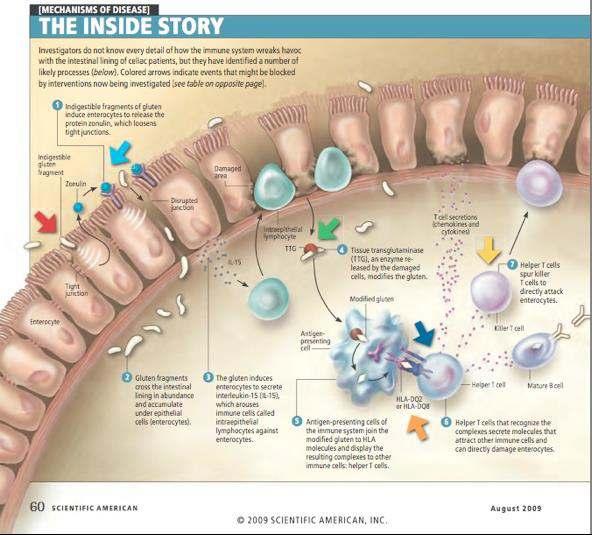 Bél mucosa permeábilitásának mérése Zonulin: bélfal intracelluláris kapcsolatainak regulátor fehérjéje intestinális barrier szabályzója bél epithelre kötődve nyitja a sejtet átengedett