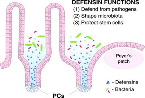 antimikrobiás peptid:antibakteriális, antivirális, antimikotikus hatású= szervezet saját antibiotikuma neutrophyl granulocyta és bél