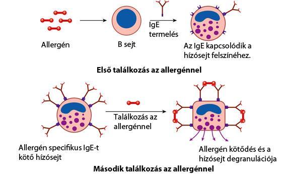 Táplálék allergia diagnosztikai problémái Gyerekkori tej, tojás, (szója) allergiát a gyerekek kinőhetik, az olajos magvak, csonthéjasok, hal, kagyló allergia életre szóló Pszeudoallergia: élelmiszer