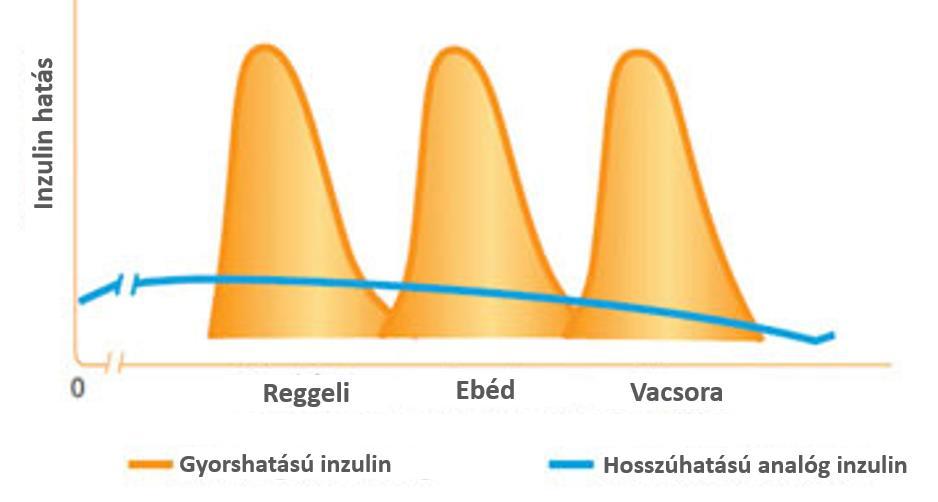 2. ábra. Bazál és bólus inzulinok hatás-dinamikája. A gondozott betegek általában 2-3 havonta keresik fel az orvosukat.