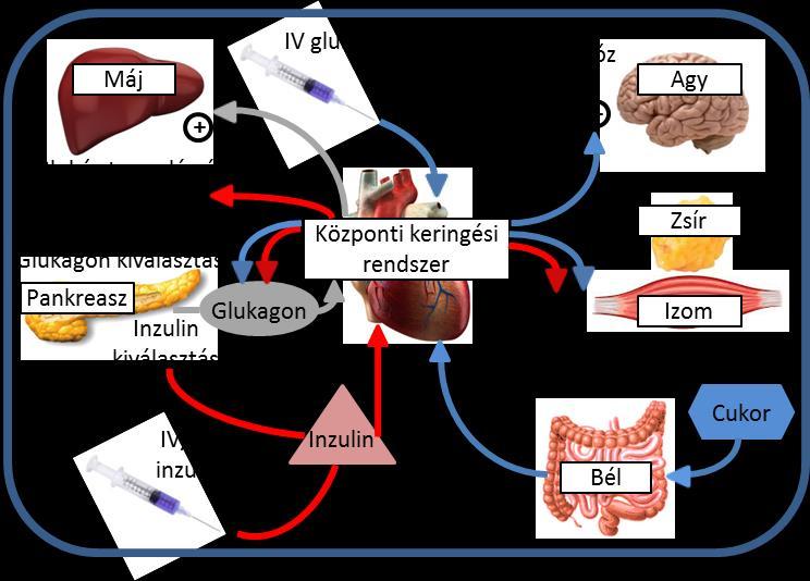 (55, 57,58,69,70,71). Ezek a modellek a cukorbetegekben zajló különböző transzportés metabolikus folyamatok dinamikáját fogalmazzák meg matematikai alakban.