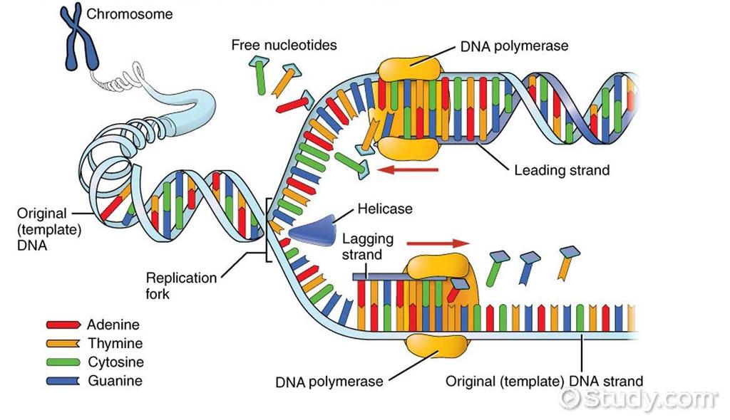 DNA