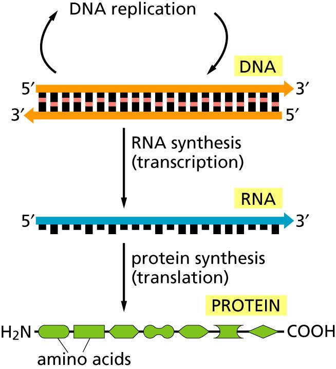 Zentrales Dogma: von DNA zu Proteinen Tim