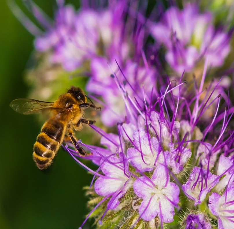 NÖVELI A MÉHEK TISZTÁLKODÁSI ÖSZTÖNÉT Az ApisPlus erősíti a méhek higiénikus viselkedését, mint saját maguk és társaik tisztogatása, illetve a paraziták eltávolítása a kaptárból.