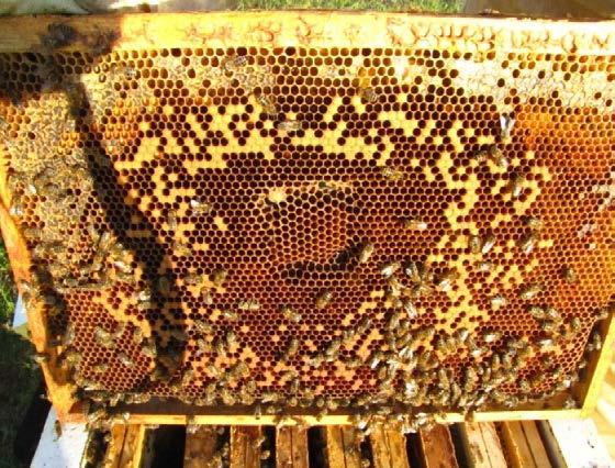 Az ApisPlus lényegesen serkenti a méhcsaládok