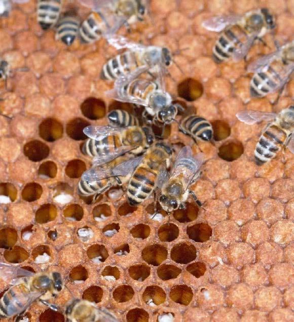 CUKOR SZIRUP Tekintettel arra, hogy a bőséges nektárbeáramlás megnöveli és serkenti a méhek természetes tisztogatási ösztönét, kételyek merültek fel azzal kapcsolatban, hogy vajon a cukorszirup,
