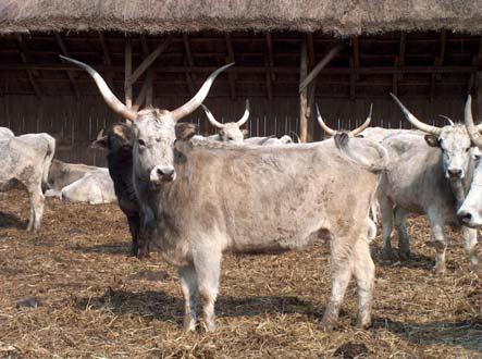 állattenyésztéstan), állategészségügyi (állategészségtan, állathigiénia, szaporodásbiológia), gazdasági.