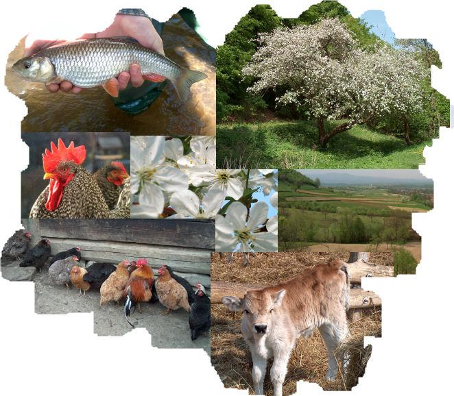 SZAKOK Egyetemi szakok Agrármérnöki szak Főbb tárgyak az agrármérnöki szakon: - Természettudományos és mérnöki alapismeretek (matematika, fizika, állattudományok, növénytudományok, genetika,