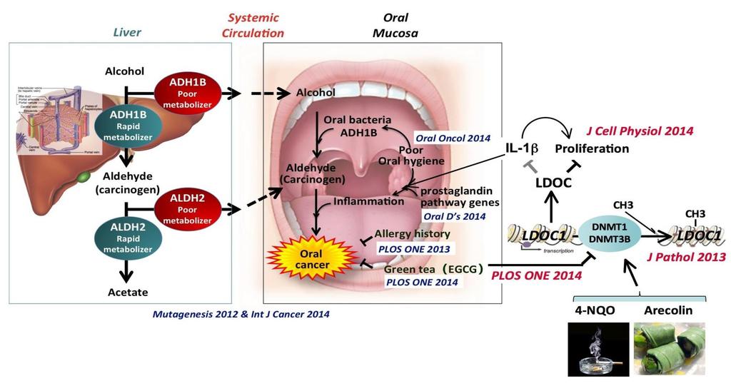 A szájüregi LHCC pathogenesise 1. Észak Amerika, Európa: dohányzás, túlzott alkohol fogyasztás 2. India, Ázsia: beteldió rágás (vagy az un.