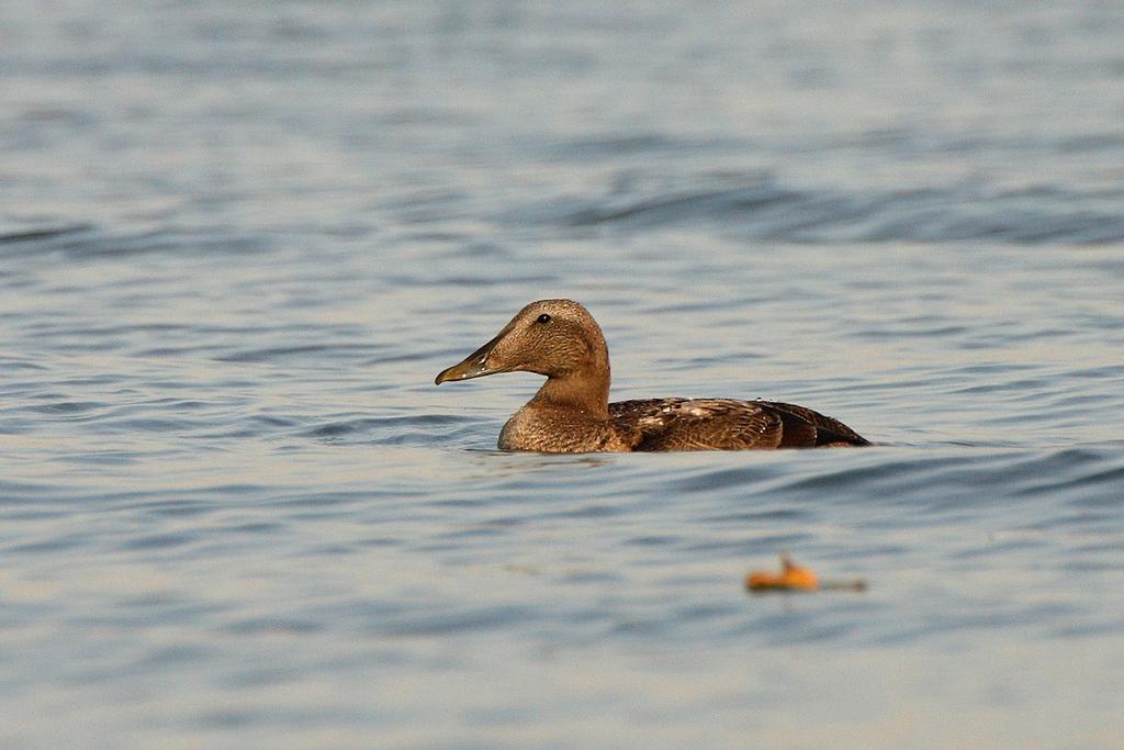 A kategória Kis hattyú (Cygnus columbianus) (36/91) 2013. február 28. Nagyhegyes, Ökör-föld 2 ad. + 2 imm. pld. (Szilágyi A. és mások); 2013. október 20. Hortobágy, Hortobágyi-halastó 2 ad. pld. (Tar J.