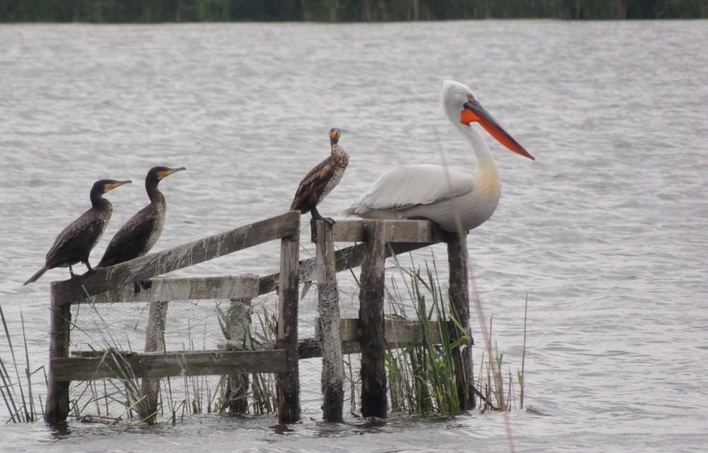 Borzas gödény (Pelecanus crispus) 2013. május 24. június 4. Adony, Líviai-halastó (fotó: Kovács Norbert) Pásztorgém (Bubulcus ibis) (69/111) 2013. április 27. Kótaj, Lónyai ártér 1 pld. (Hanyicska Zs.