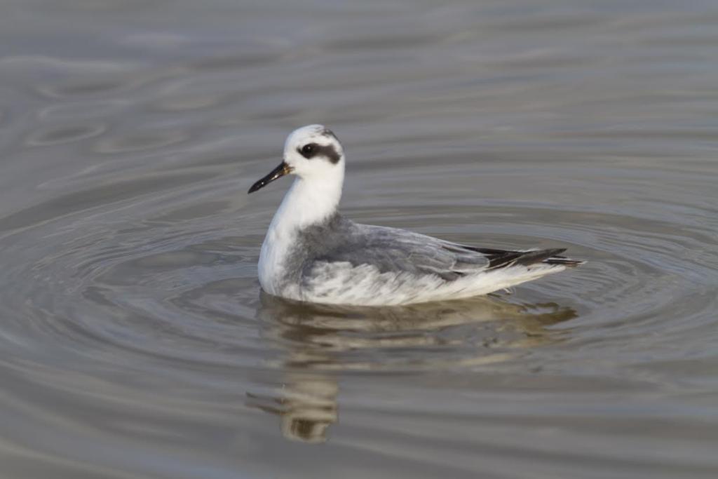 Ázsiai pettyeslile (Pluvialis fulva) 2013. november 19 21. Apaj, Ürbői-halastavak (fotó: Mészáros József) Vándorpartfutó (Calidris melanotos) (82/95) 2013. május 11.