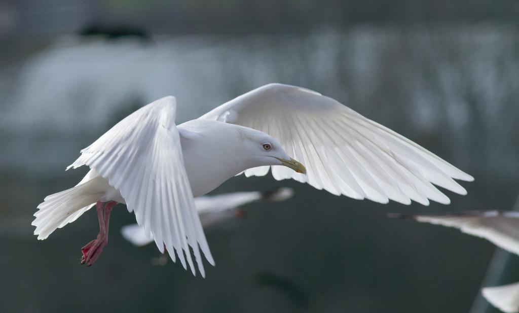 november 21. Kölked, Duna 1 juv. pld. (Tamás Á., Gyuricza A.). Sarki sirály (Larus glaucoides) (2) 2013. január 31. február 3. Szeged, hulladéklerakó és Szegedi-Fertő 1 ad. pld. (Barkóczi Cs.