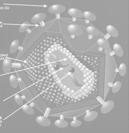 A FERTŐZŐ KEVÉSVÉRŰSÉG KÓROKOZÓJA o Retroviridae család, Lentivirus genus o Fogékonyak az egypatások (szamár általában