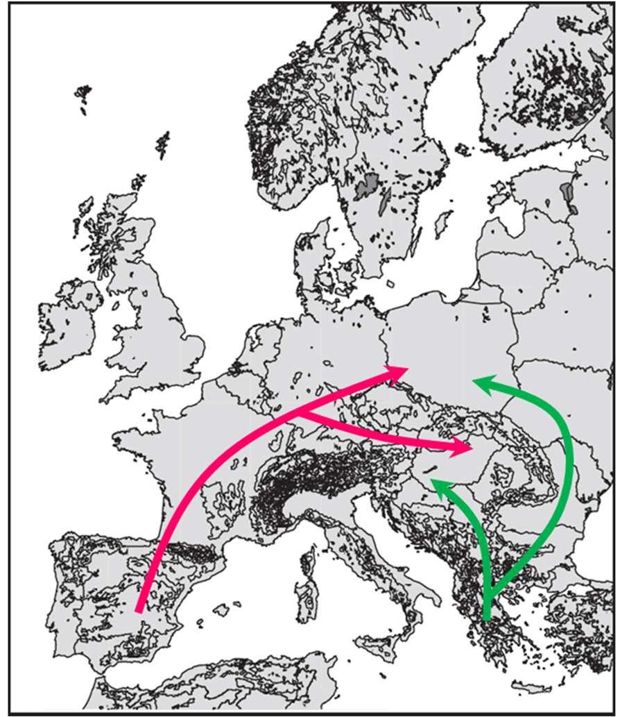 gímszarvas populációban; rózsaszín - A haplocsoport, zöld - C haplocsoport. 19.
