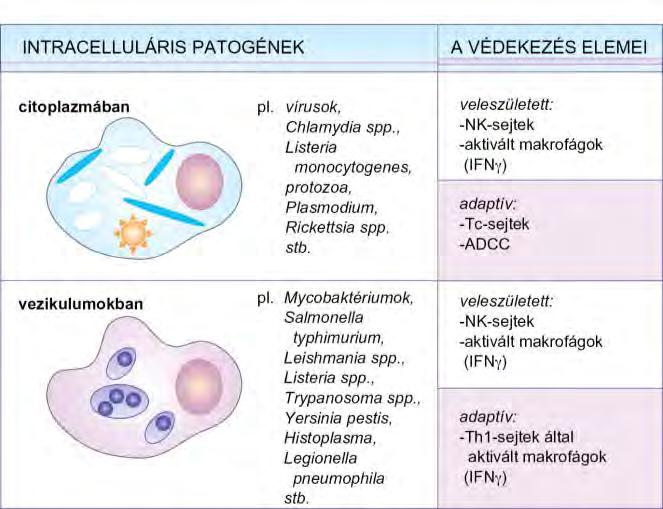 A sejten belül élő és szaporodó