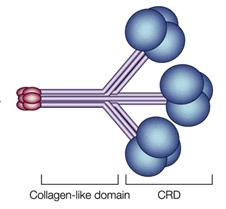 Kollektinek MBL (Mannose Binding Lectin) HIV